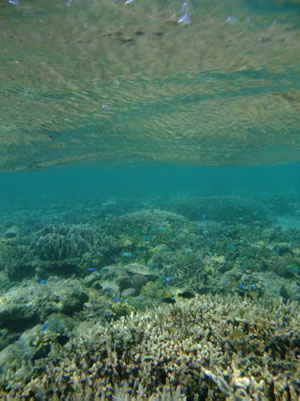コモドの海